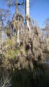 Spanish Moss on a bare looking tree trunk