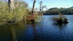 The forest in the water