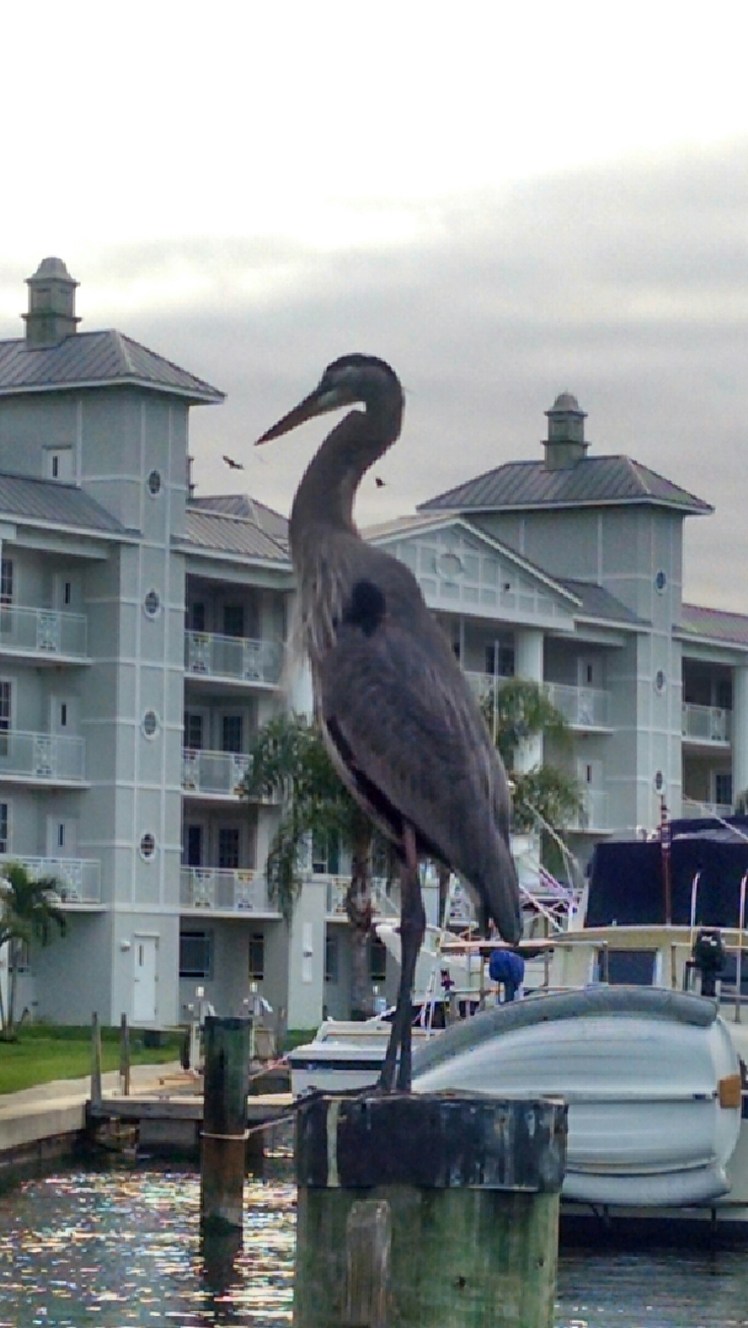 IMG_20151221_081345812_HDR