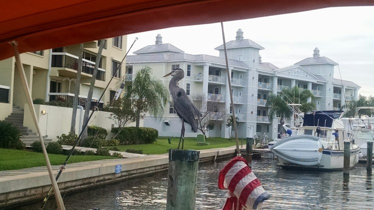 IMG_20151221_081431938