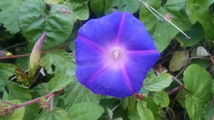 IMG_20160114_140645145