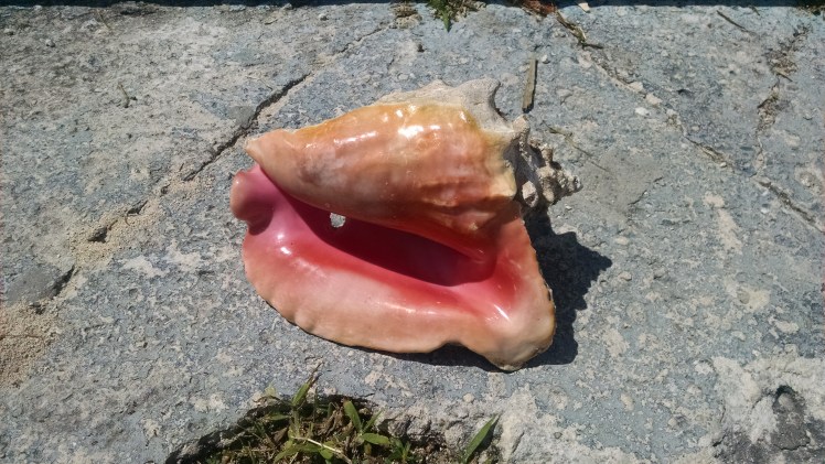 IMG_20160306_124240519